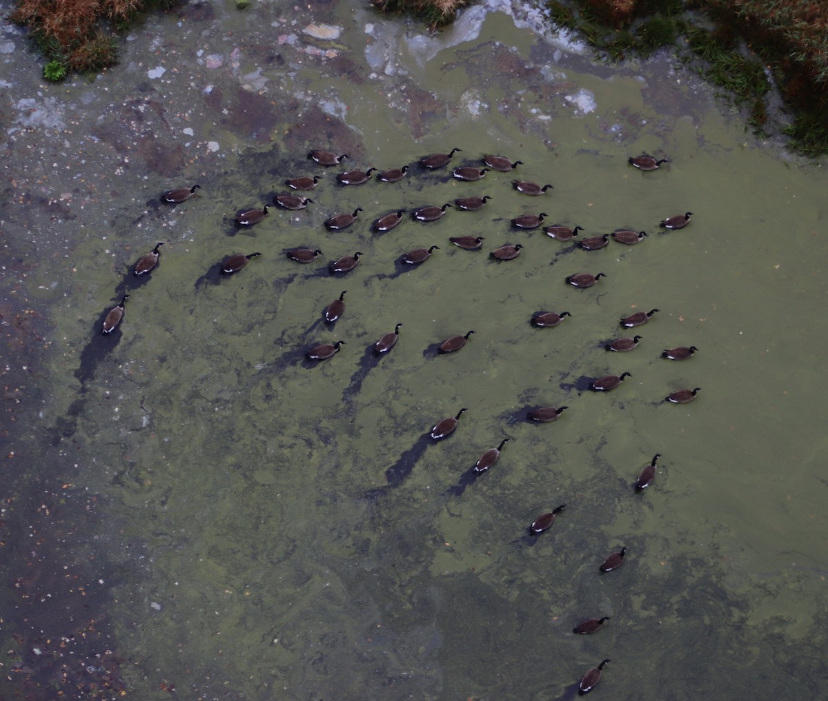 Canada Goose - ML643928369