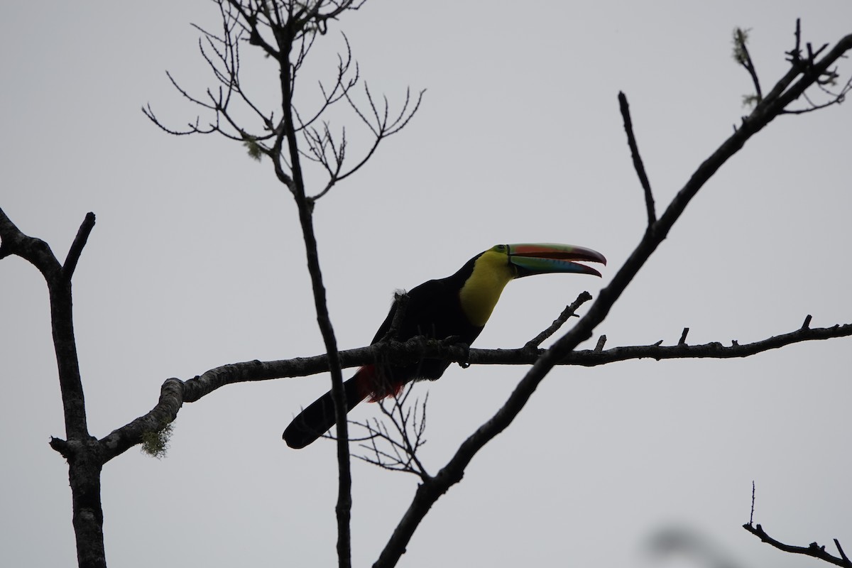 Keel-billed Toucan - ML643928370