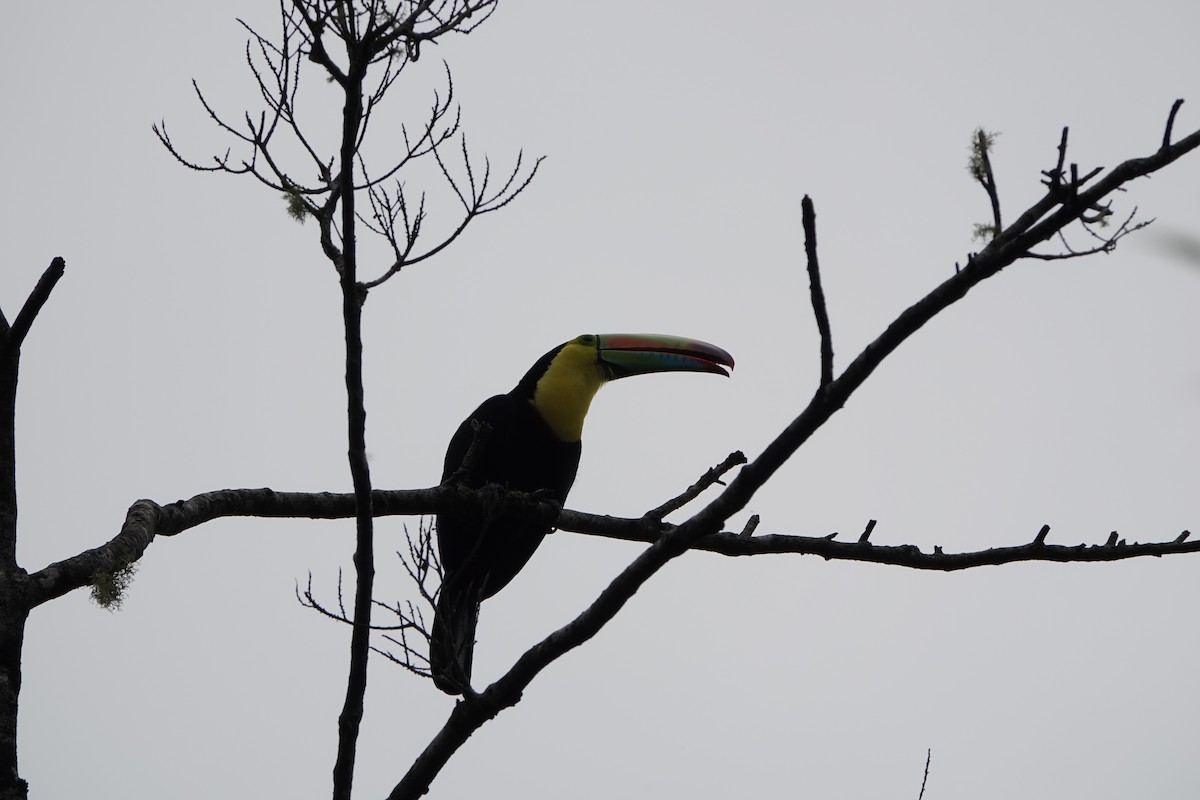 Keel-billed Toucan - ML643928371