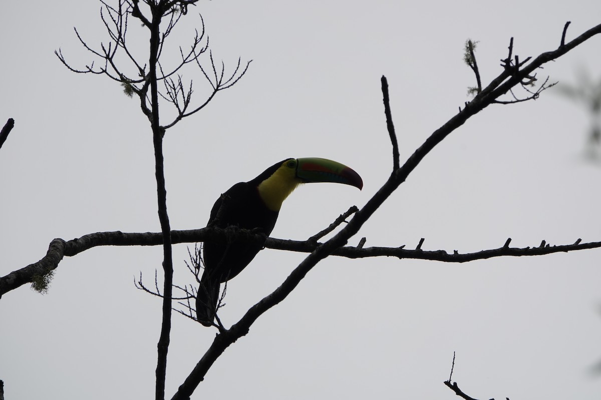 Keel-billed Toucan - ML643928372