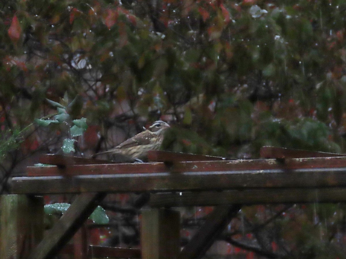 Rose-breasted Grosbeak - ML643928381