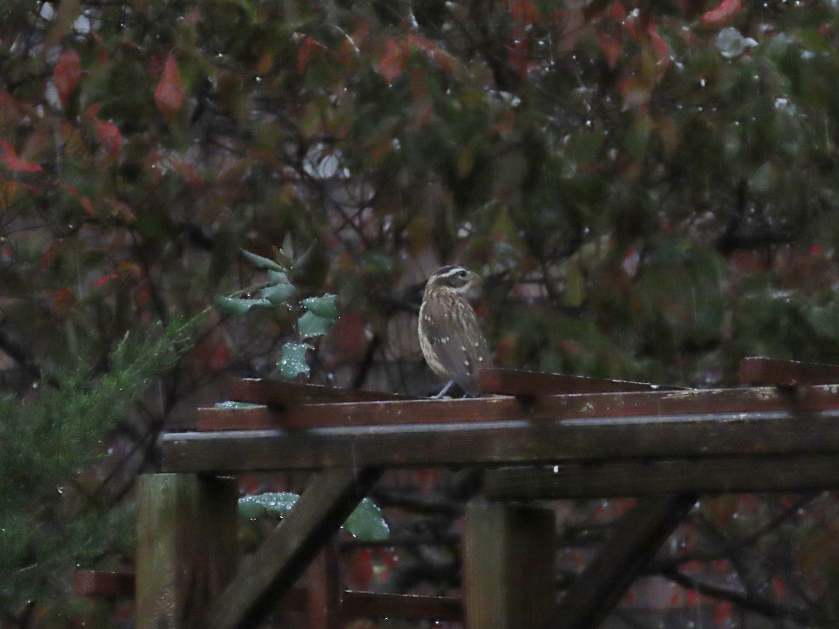 Rose-breasted Grosbeak - ML643928382