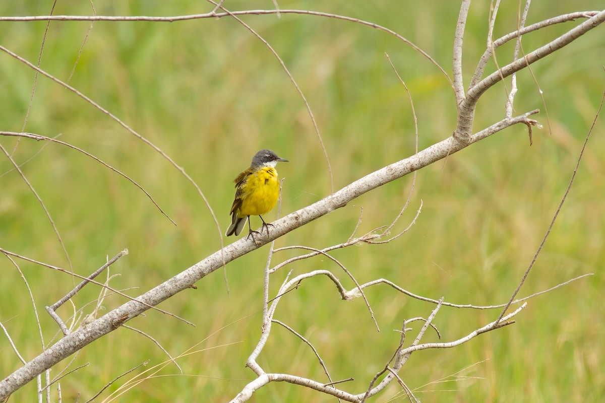Bergeronnette printanière (iberiae/cinereocapilla/pygmaea) - ML643928394