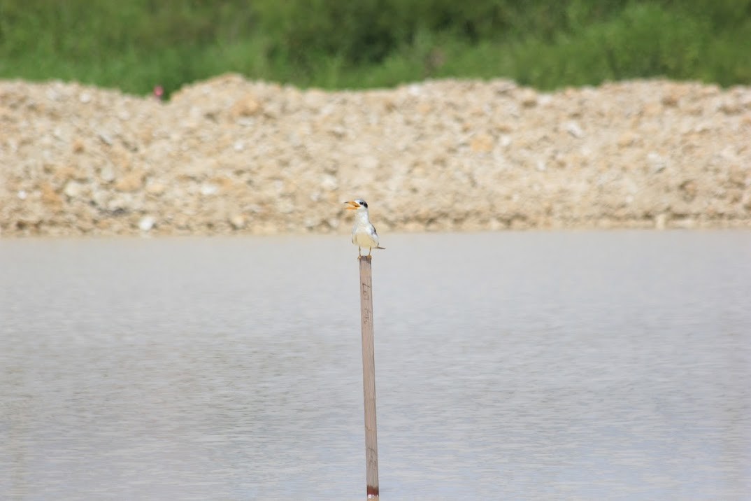 Large-billed Tern - ML643928405