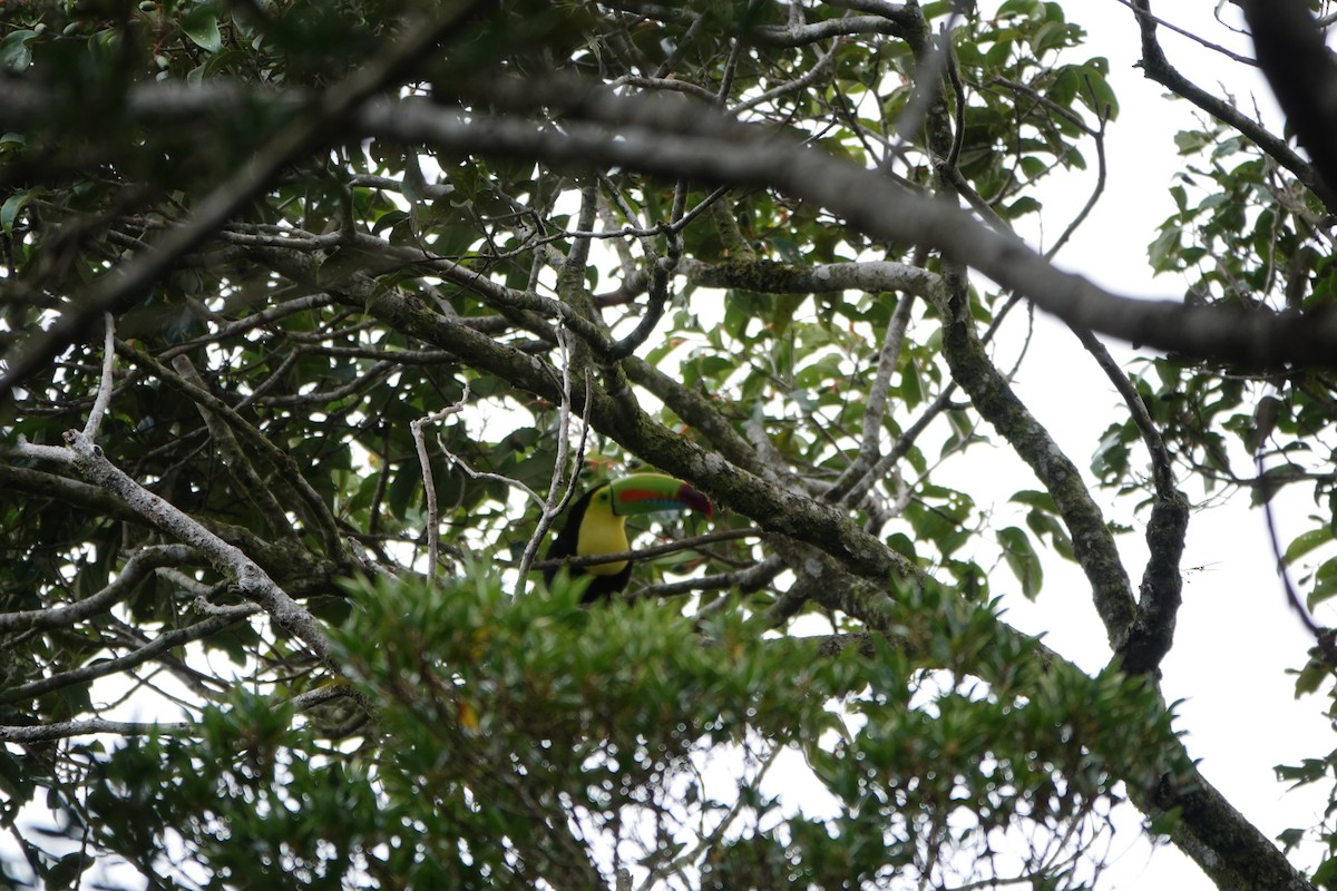 Keel-billed Toucan - ML643928422