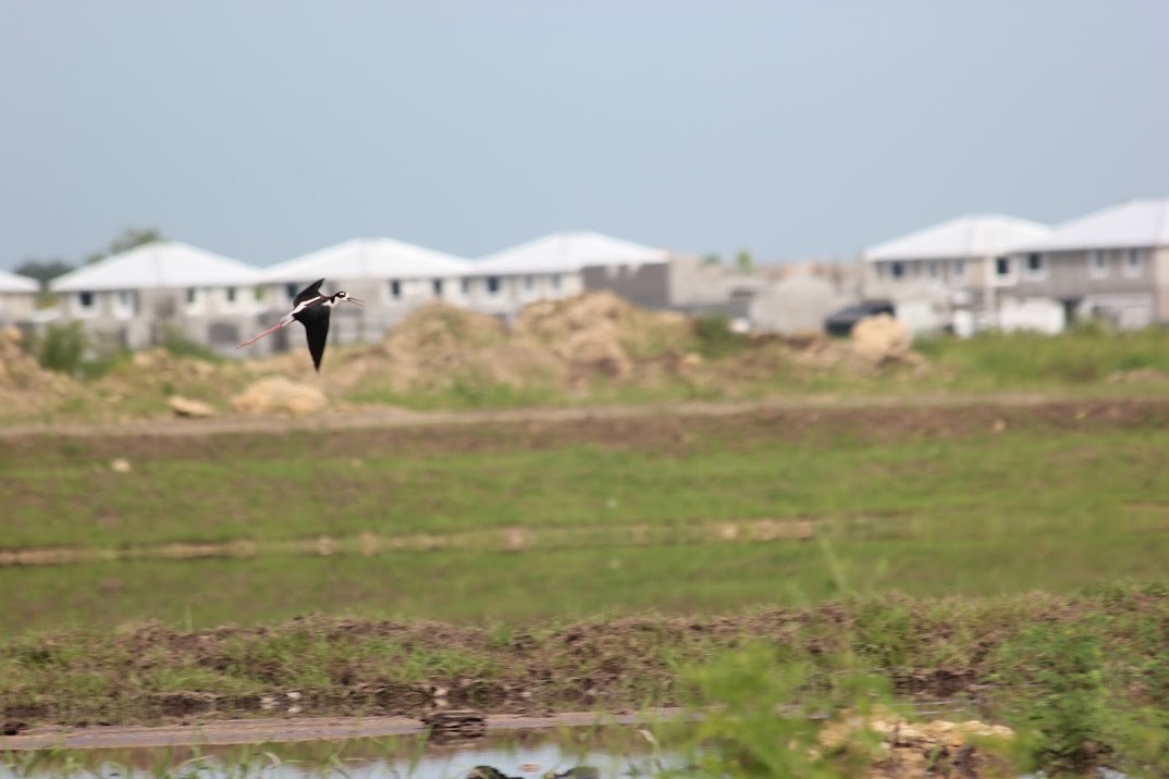 Black-necked Stilt - ML643928428