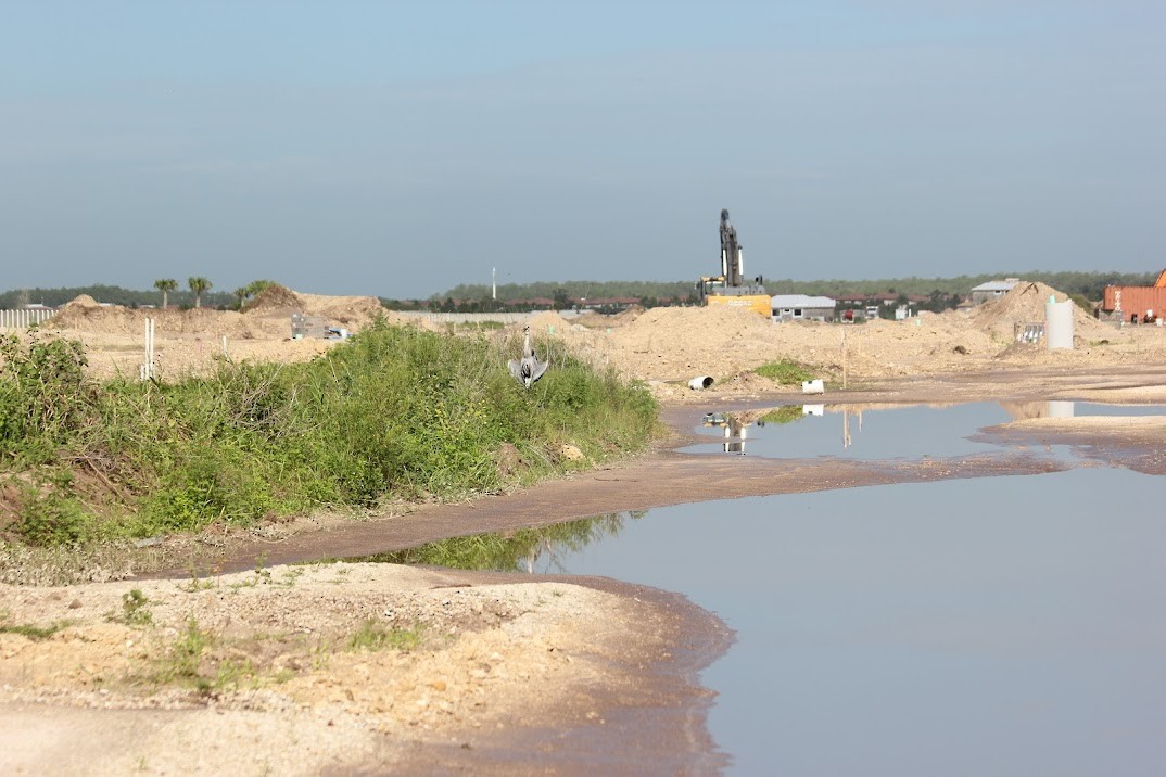 Great Blue Heron - ML643928432