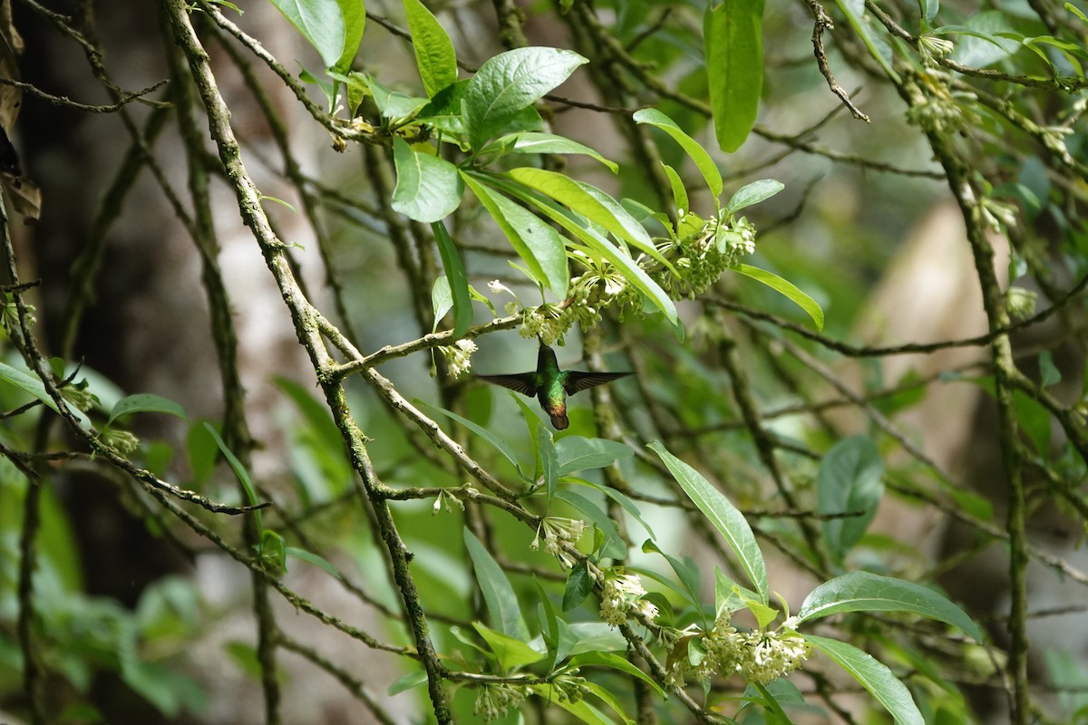Coppery-headed Emerald - ML643928434