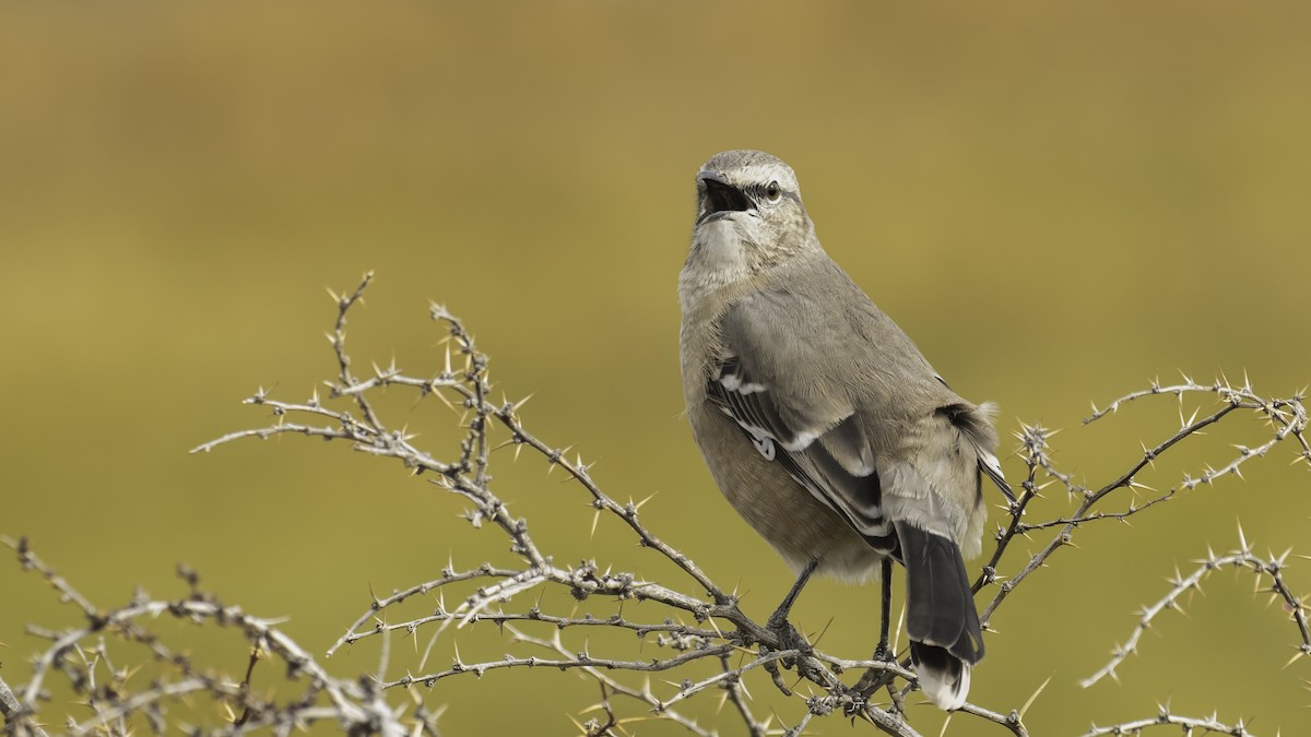 Patagonya Taklitçisi - ML643928446
