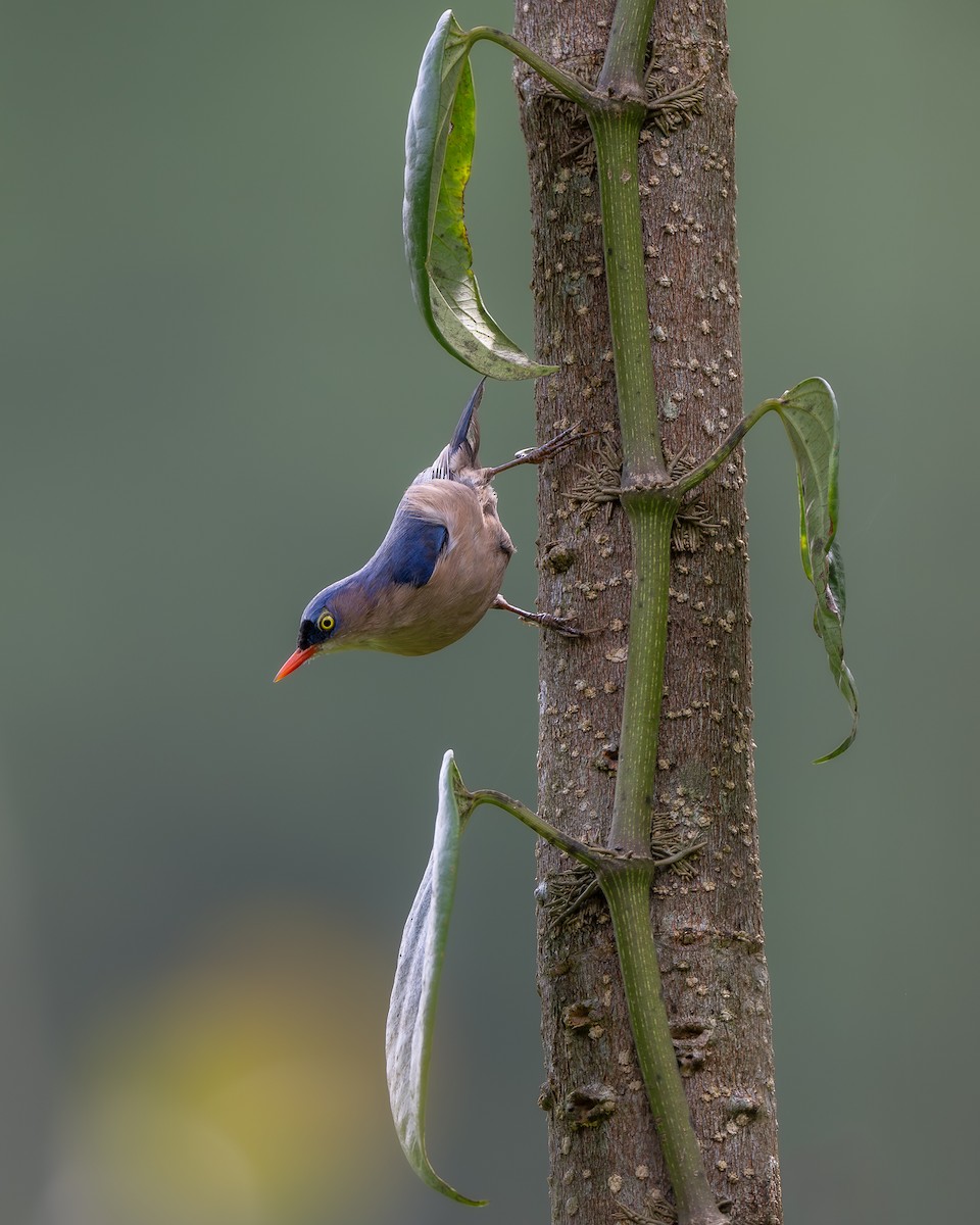 Velvet-fronted Nuthatch - ML643928491