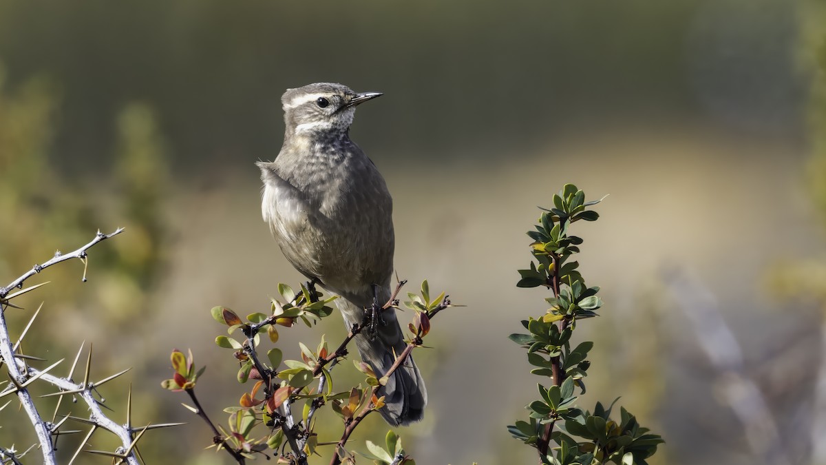 Buff-winged Cinclodes - ML643928495