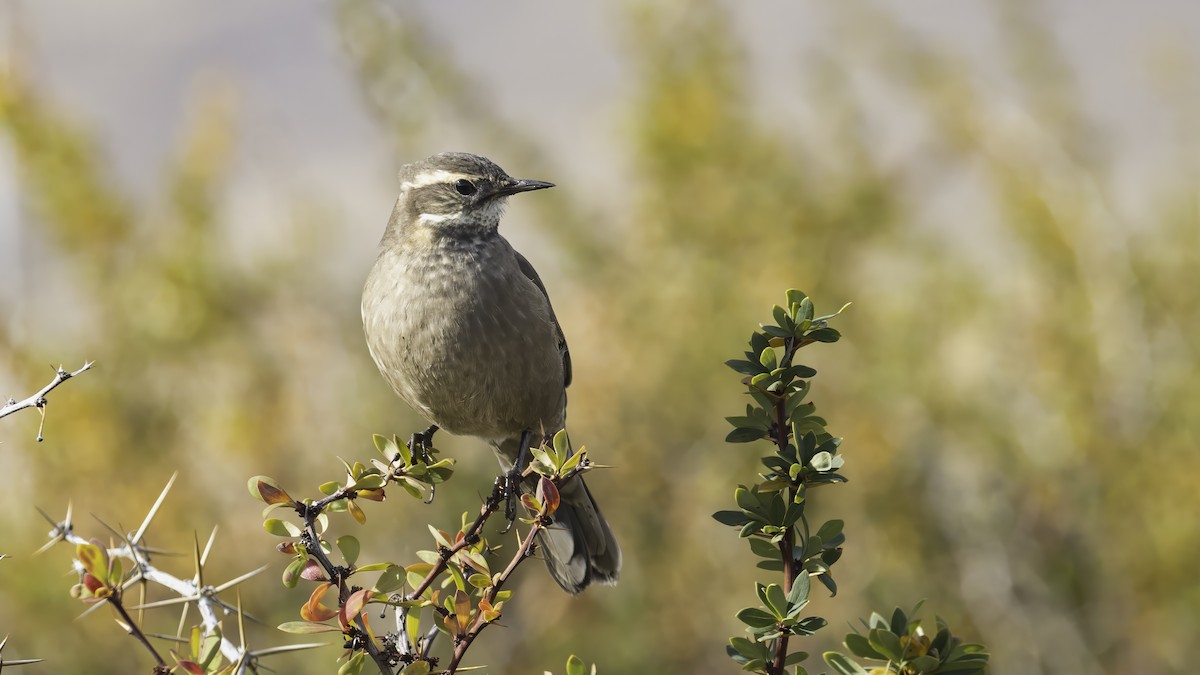Buff-winged Cinclodes - ML643928496