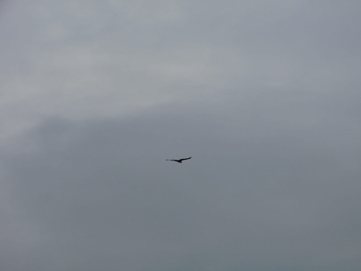 Сохор элээ - ML643928511