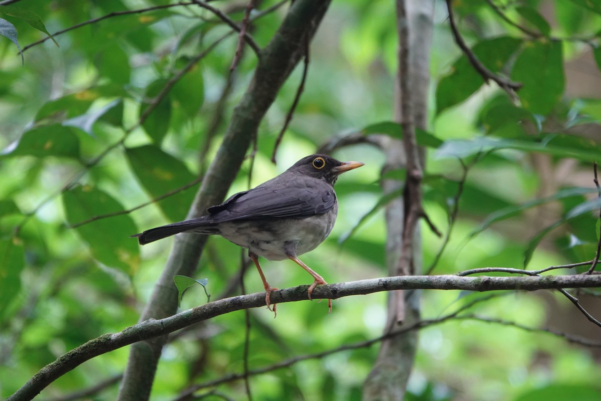 White-throated Thrush - ML643928532