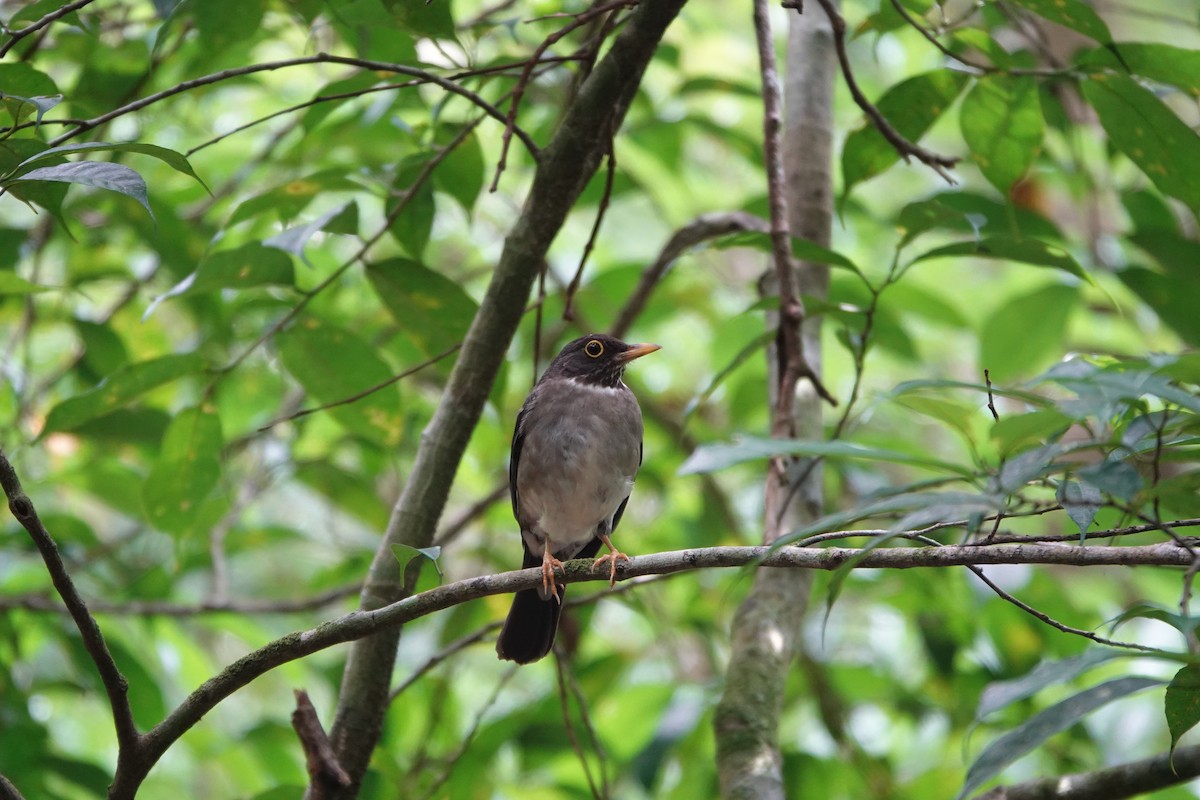 White-throated Thrush - ML643928533