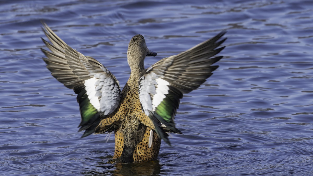 Red Shoveler - ML643928543