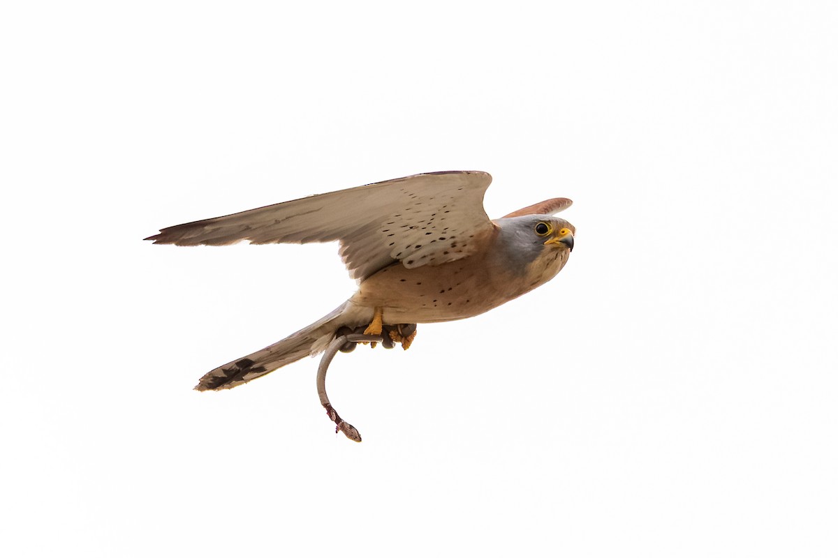 Lesser Kestrel - ML643928550