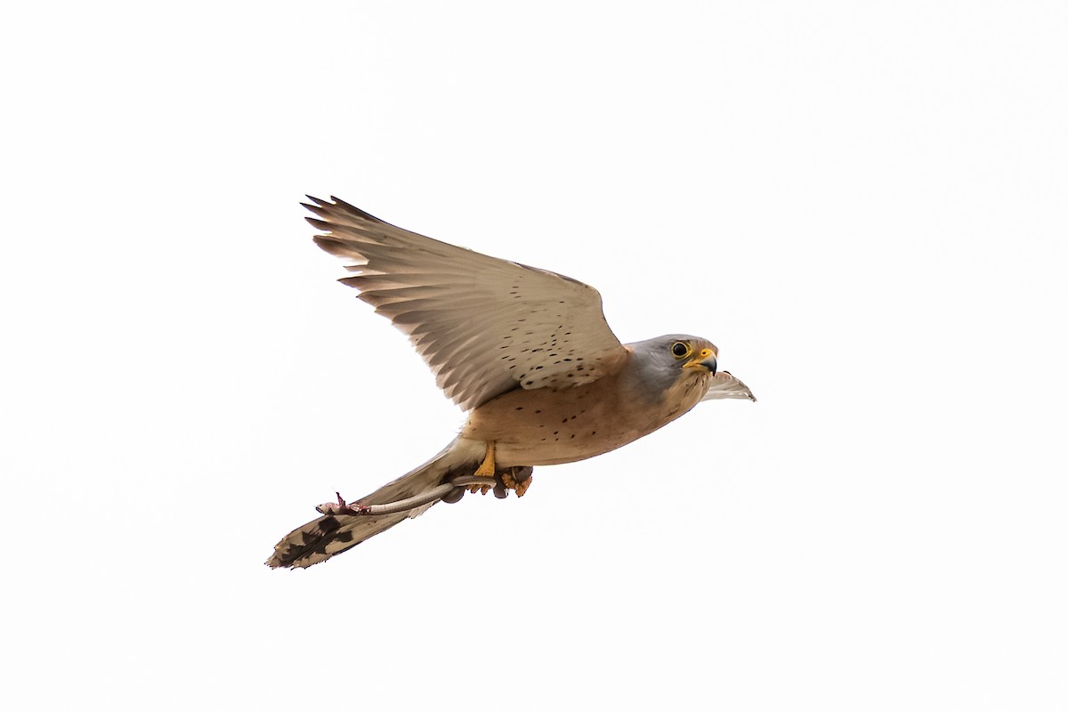 Lesser Kestrel - ML643928551