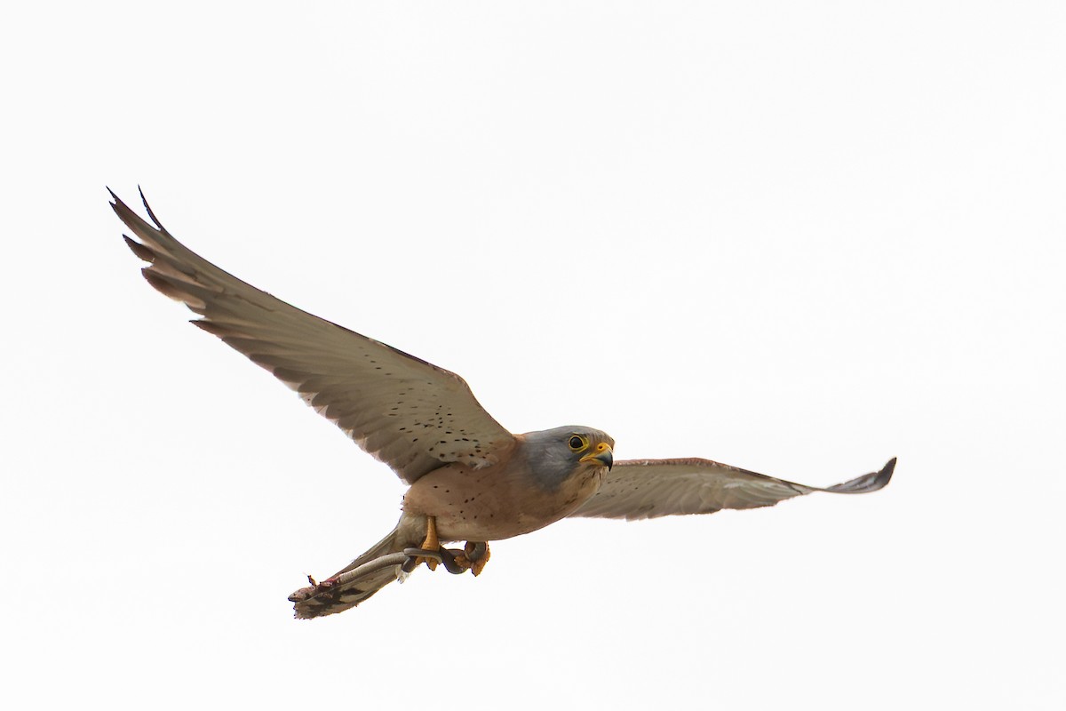 Lesser Kestrel - ML643928552