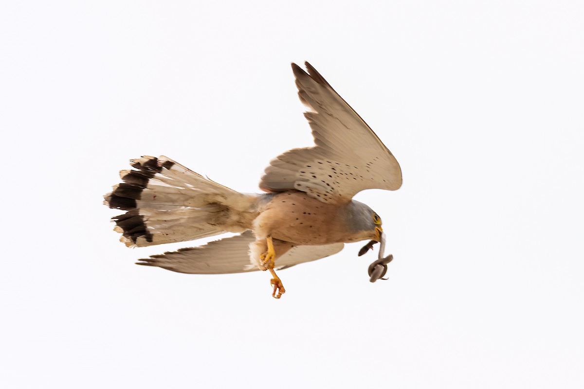 Lesser Kestrel - ML643928553