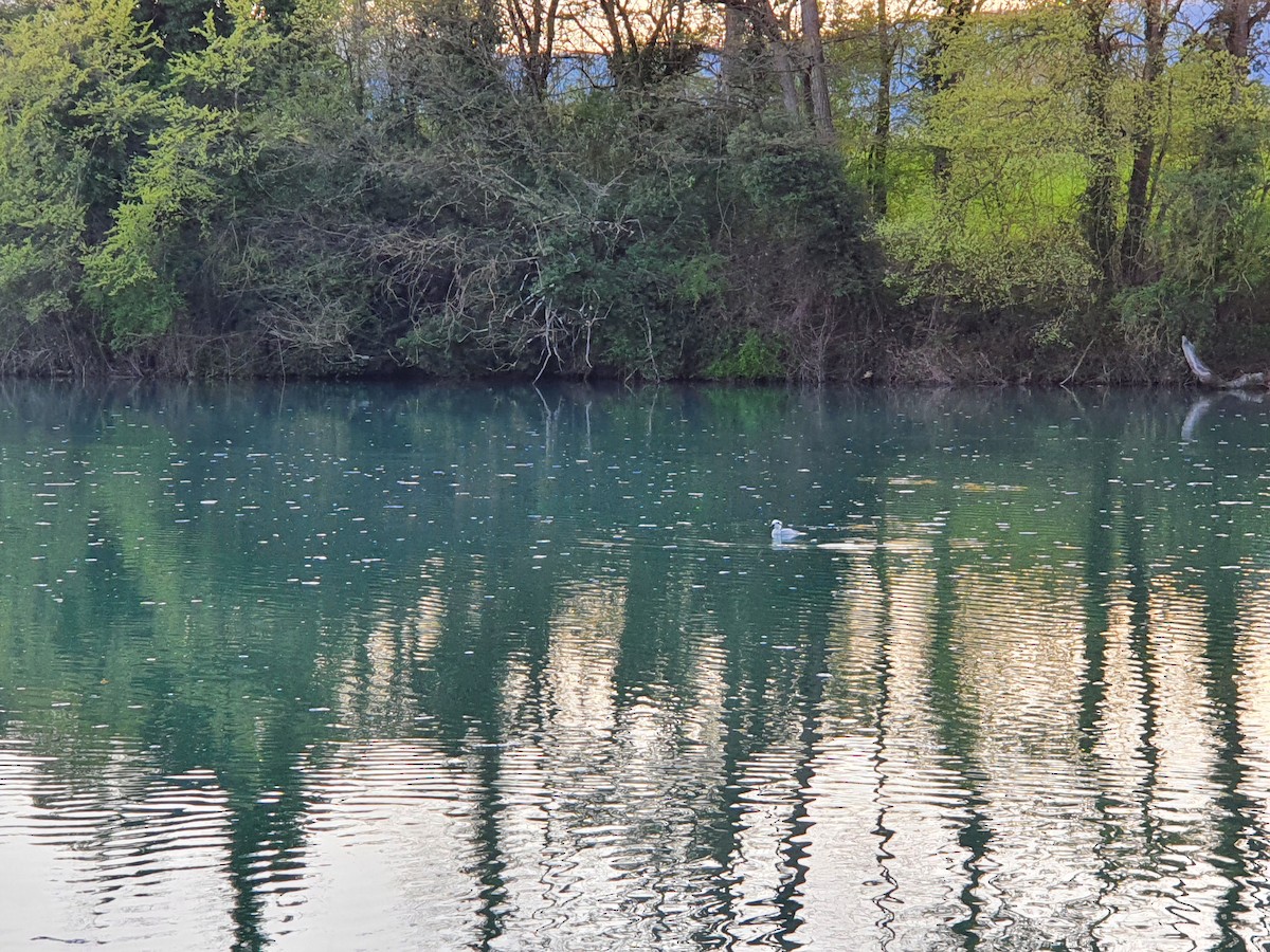 Цахиур бохио - ML643928559