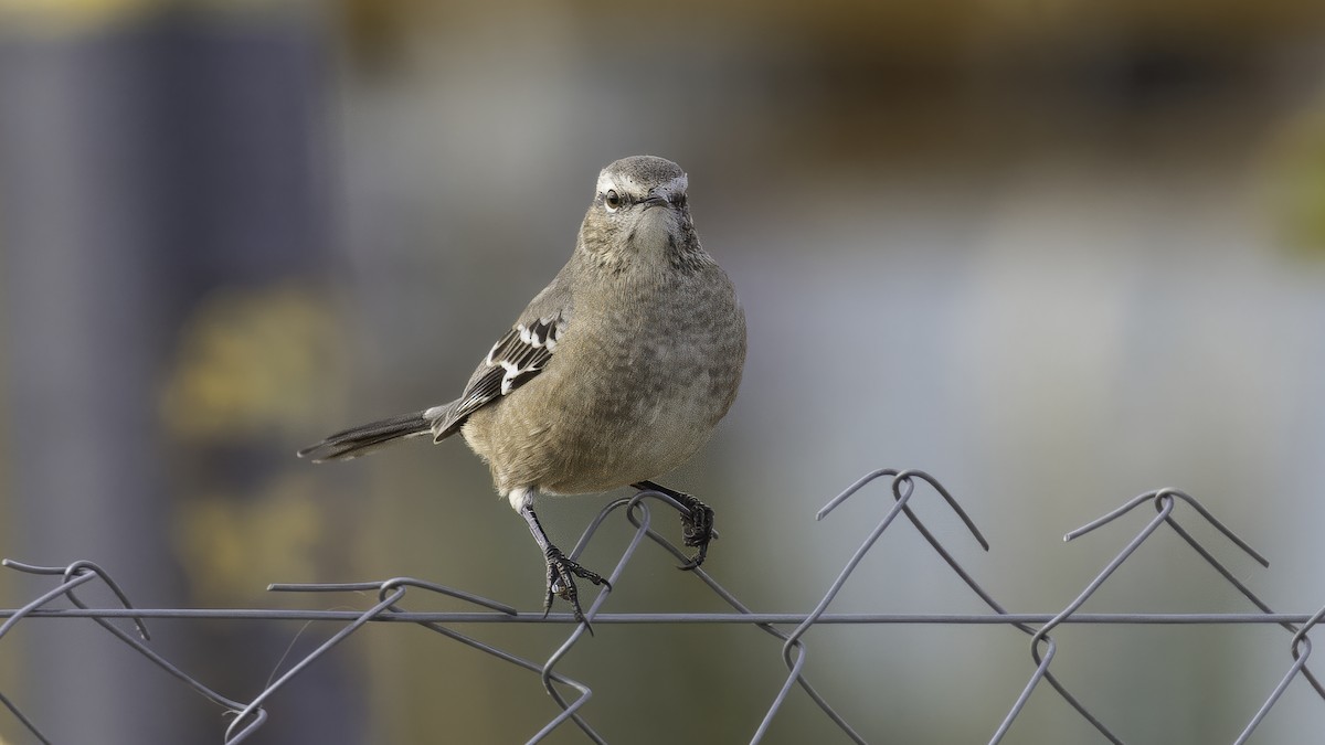 Patagonya Taklitçisi - ML643928585