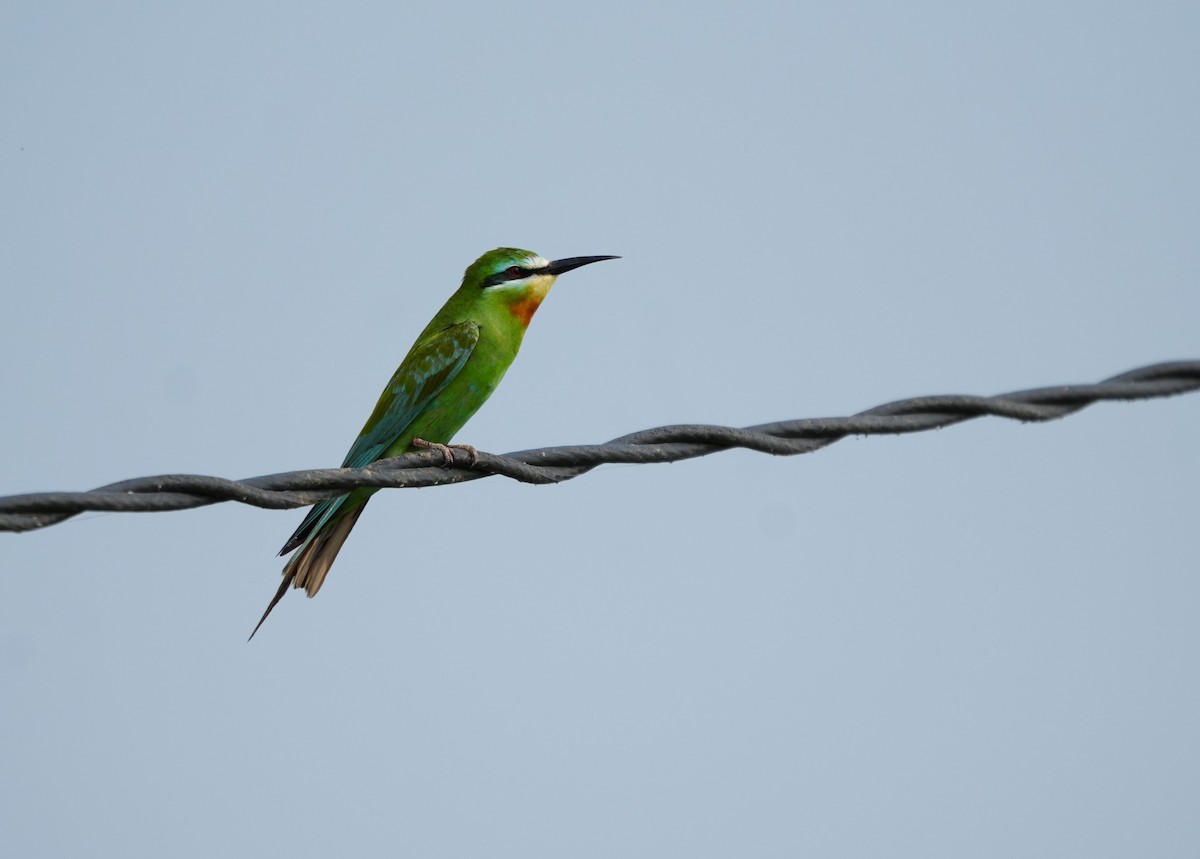 Blue-cheeked Bee-eater - ML643928601