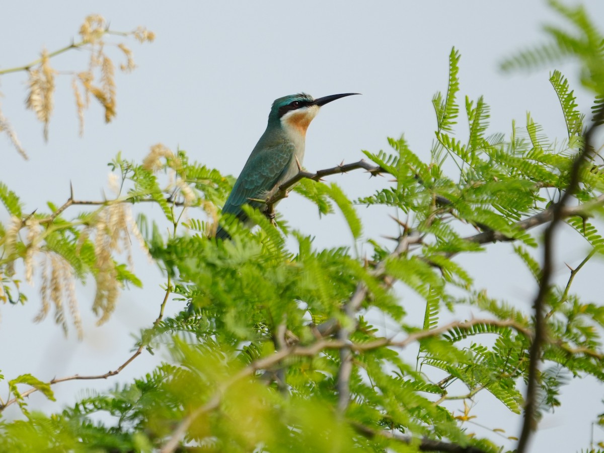 Blue-cheeked Bee-eater - ML643928602