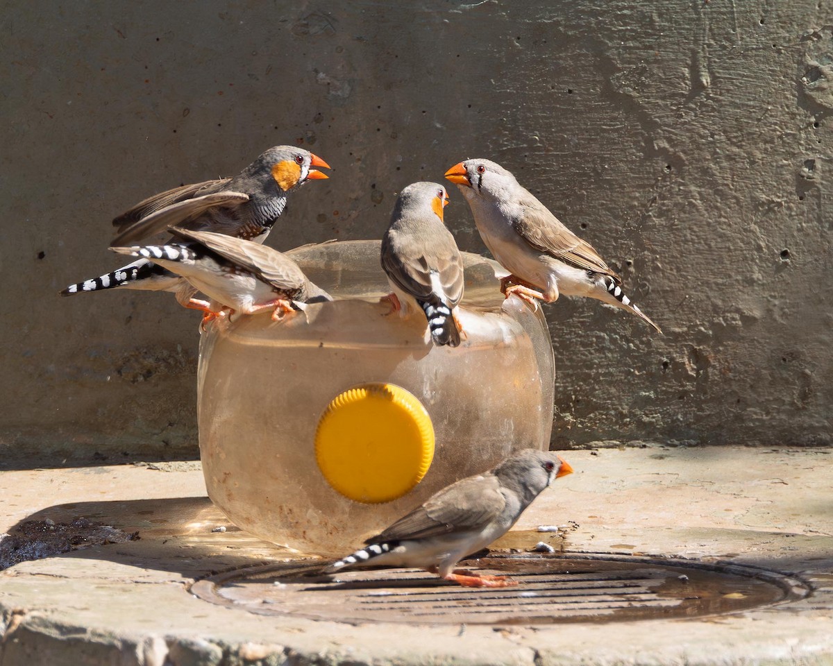 Діамантник зебровий - ML643928603