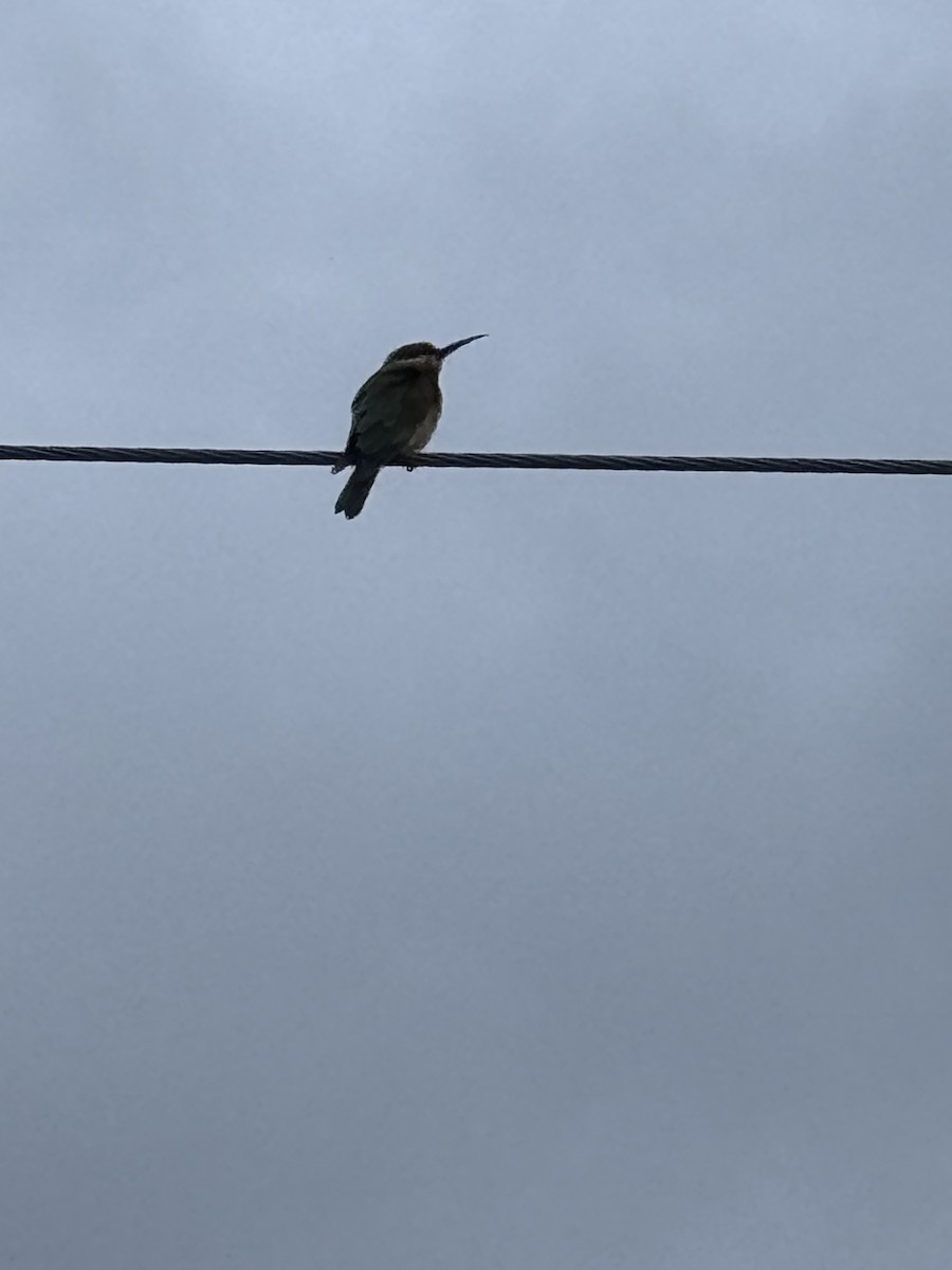 Blue-tailed Bee-eater - ML643928612