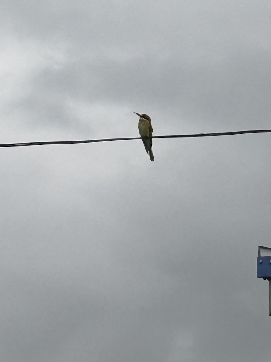 Blue-tailed Bee-eater - ML643928613