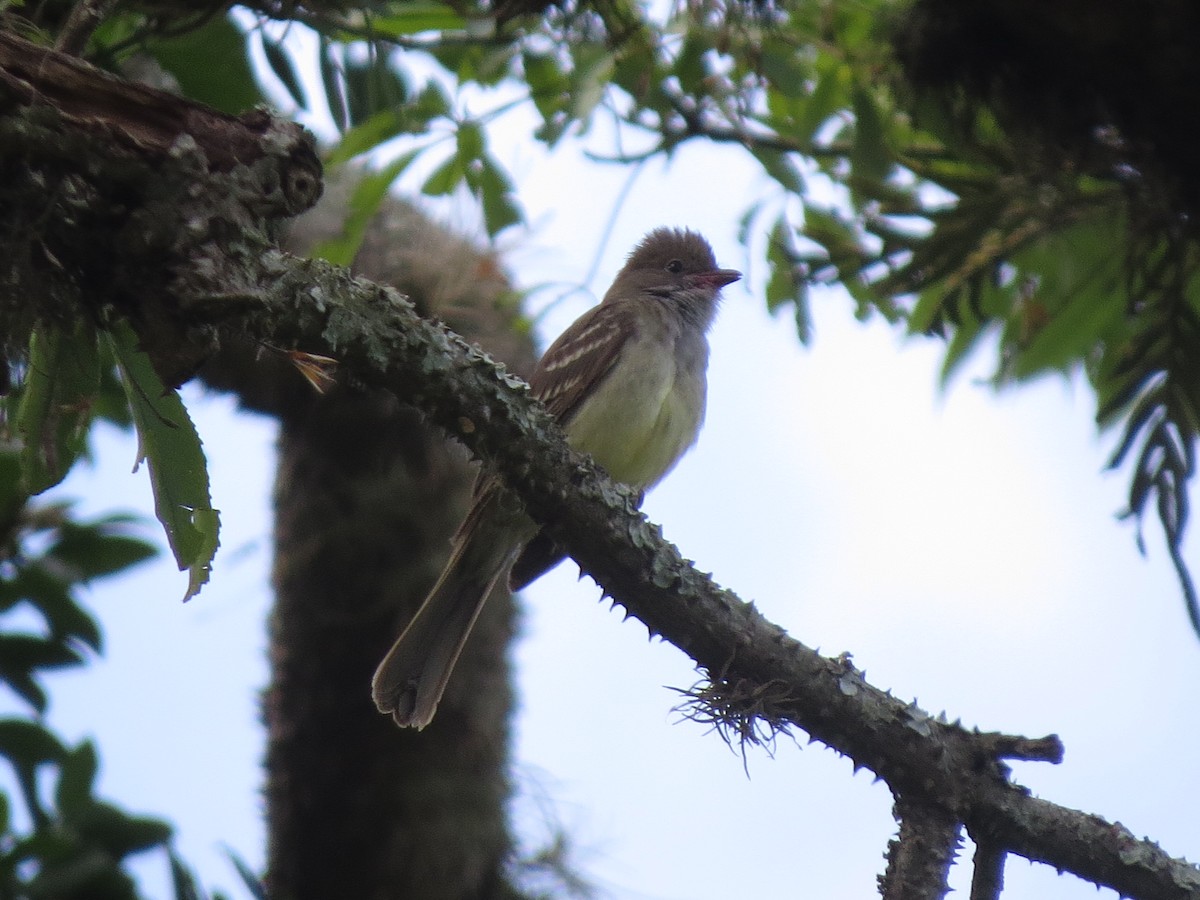 Large Elaenia - ML643928614