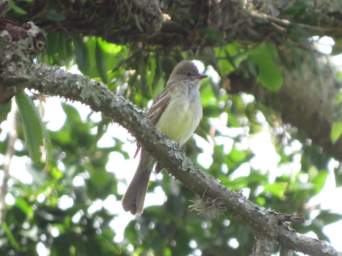 Large Elaenia - ML643928618