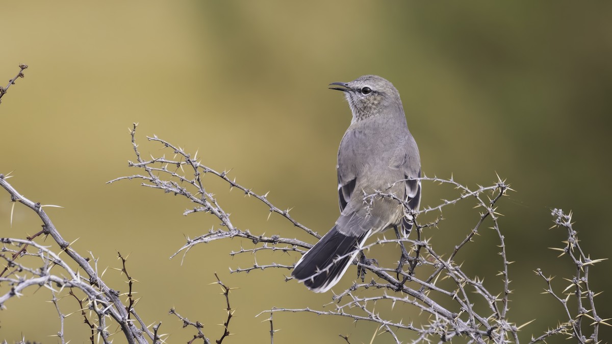 Patagonya Taklitçisi - ML643928624