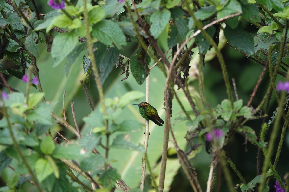 Coppery-headed Emerald - ML643928658