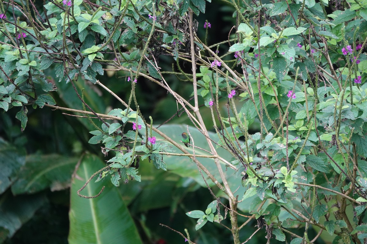 Coppery-headed Emerald - ML643928659