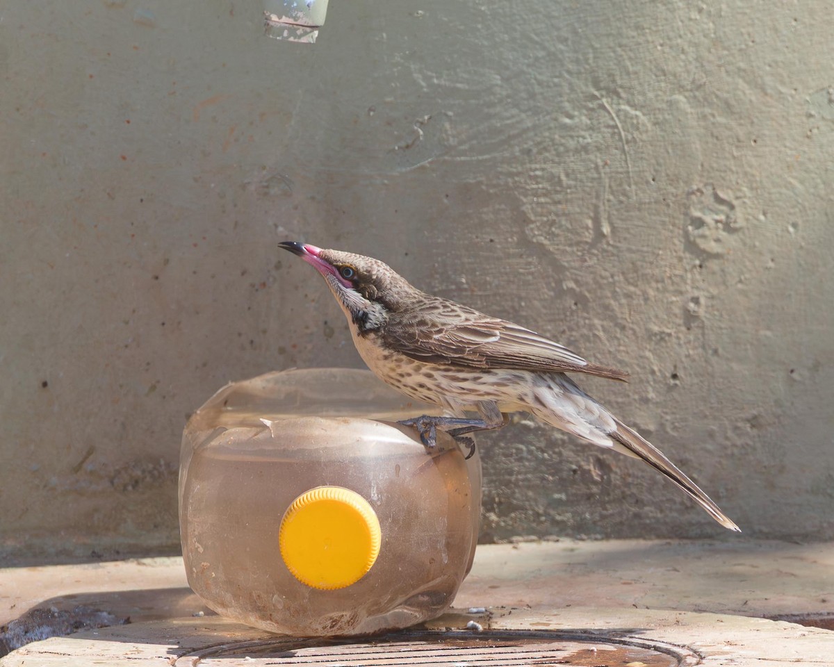 Spiny-cheeked Honeyeater - ML643928672