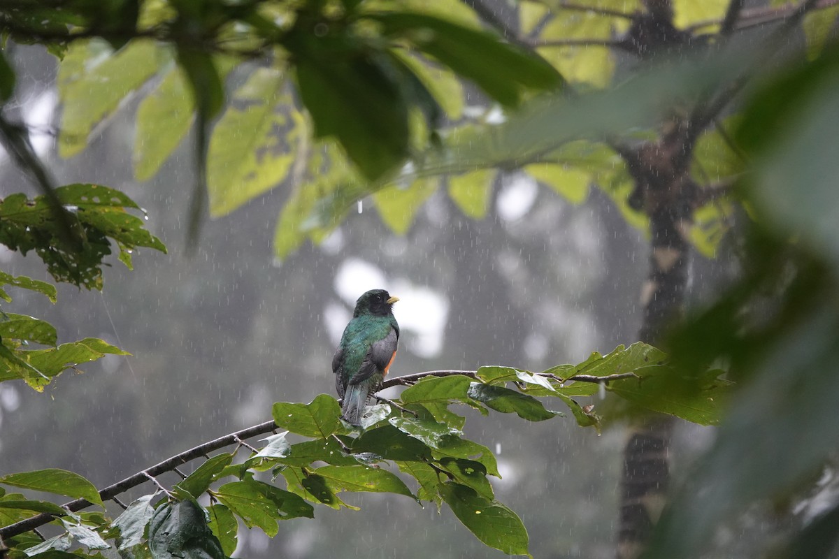 Collared Trogon - ML643928697
