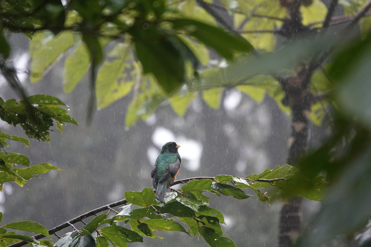 Collared Trogon - ML643928698