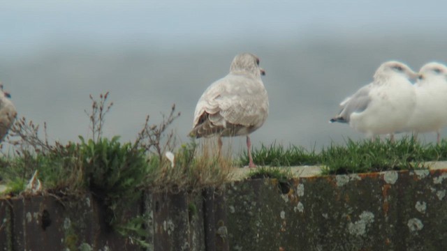 Goéland arctique (thayeri) - ML643928721