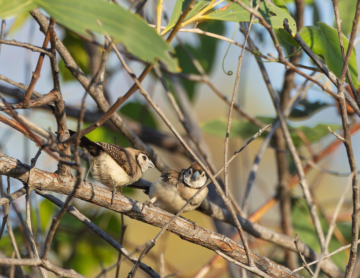 Double-barred Finch - ML643928765