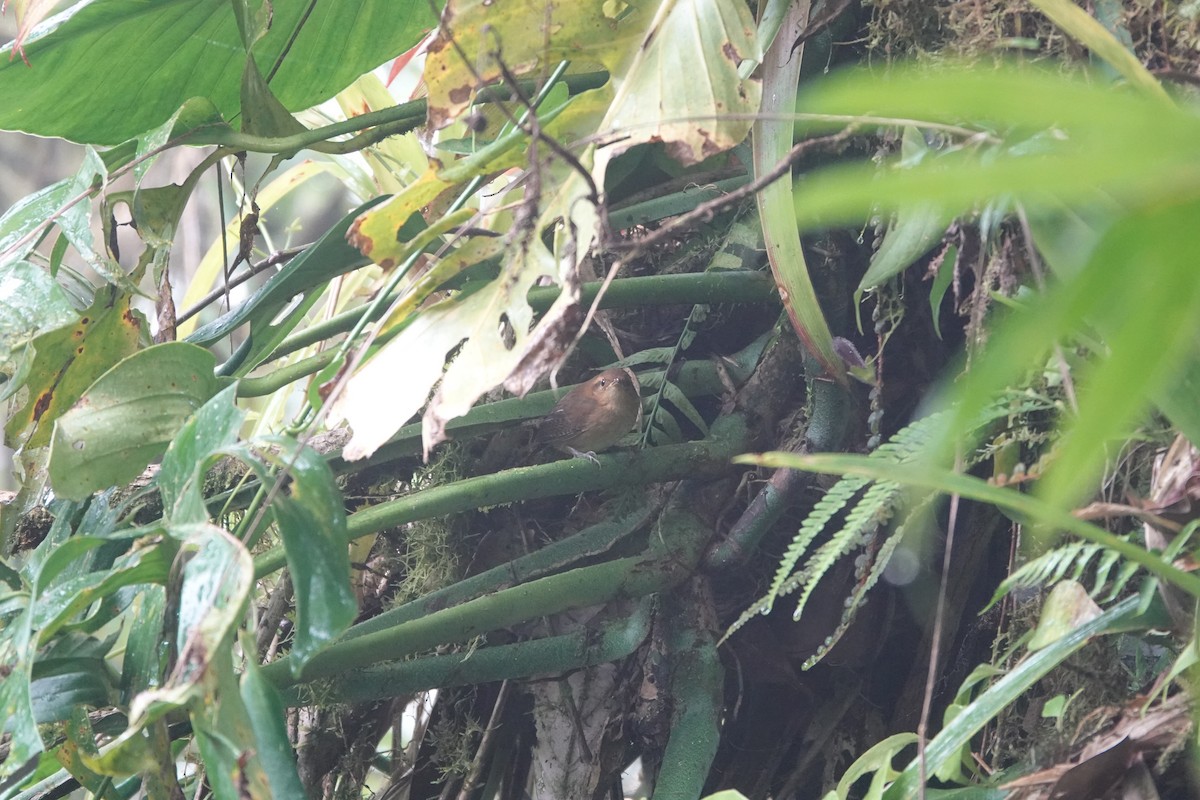 Ochraceous Wren - ML643928817