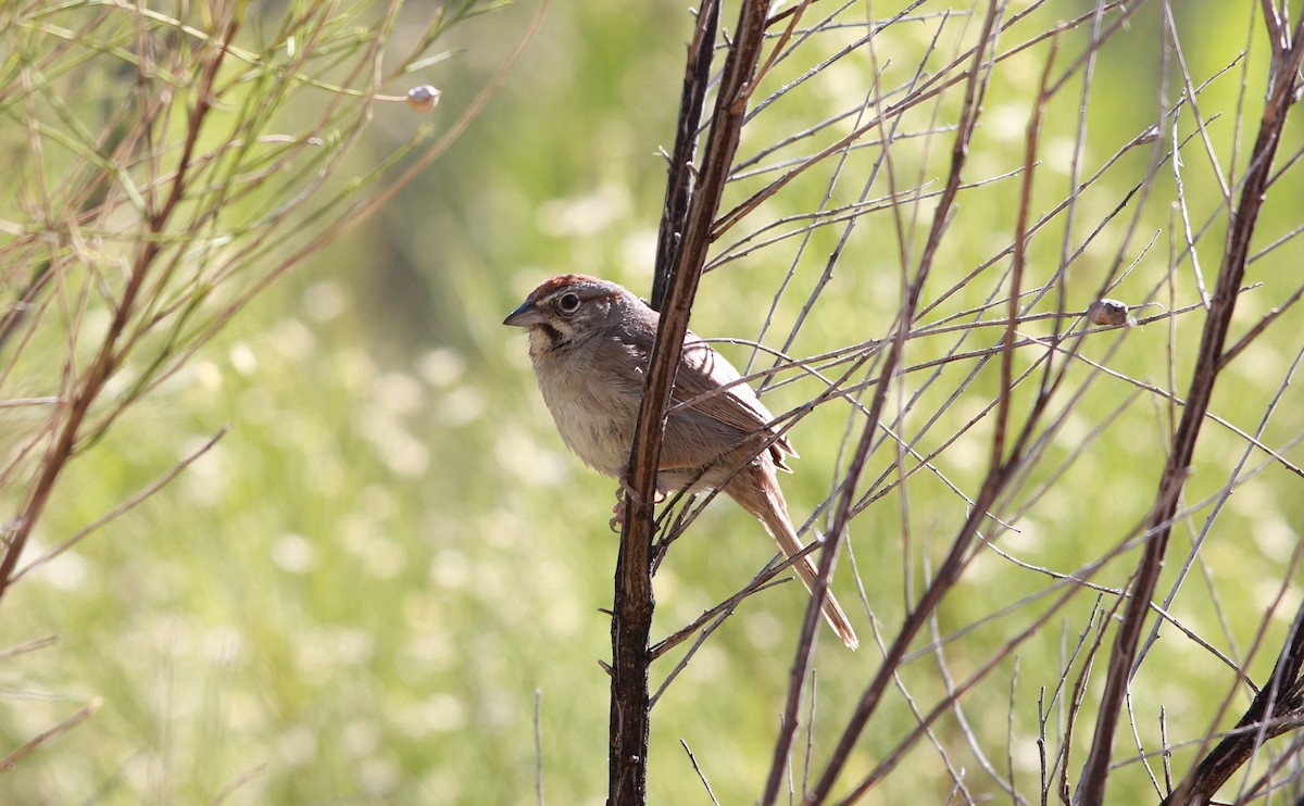 Rufous-crowned Sparrow - ML643928862
