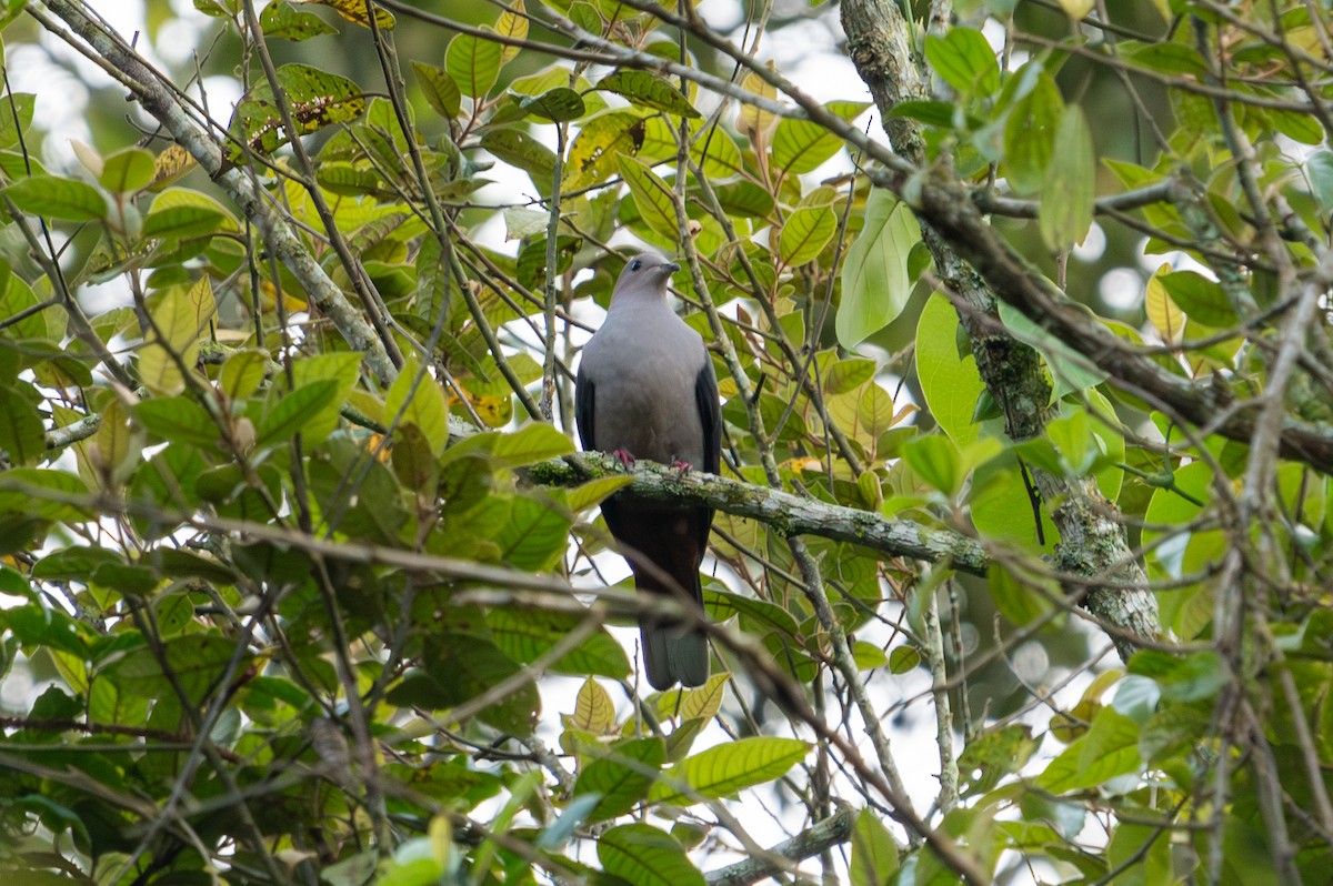 Dark-backed Imperial-Pigeon - ML643928922