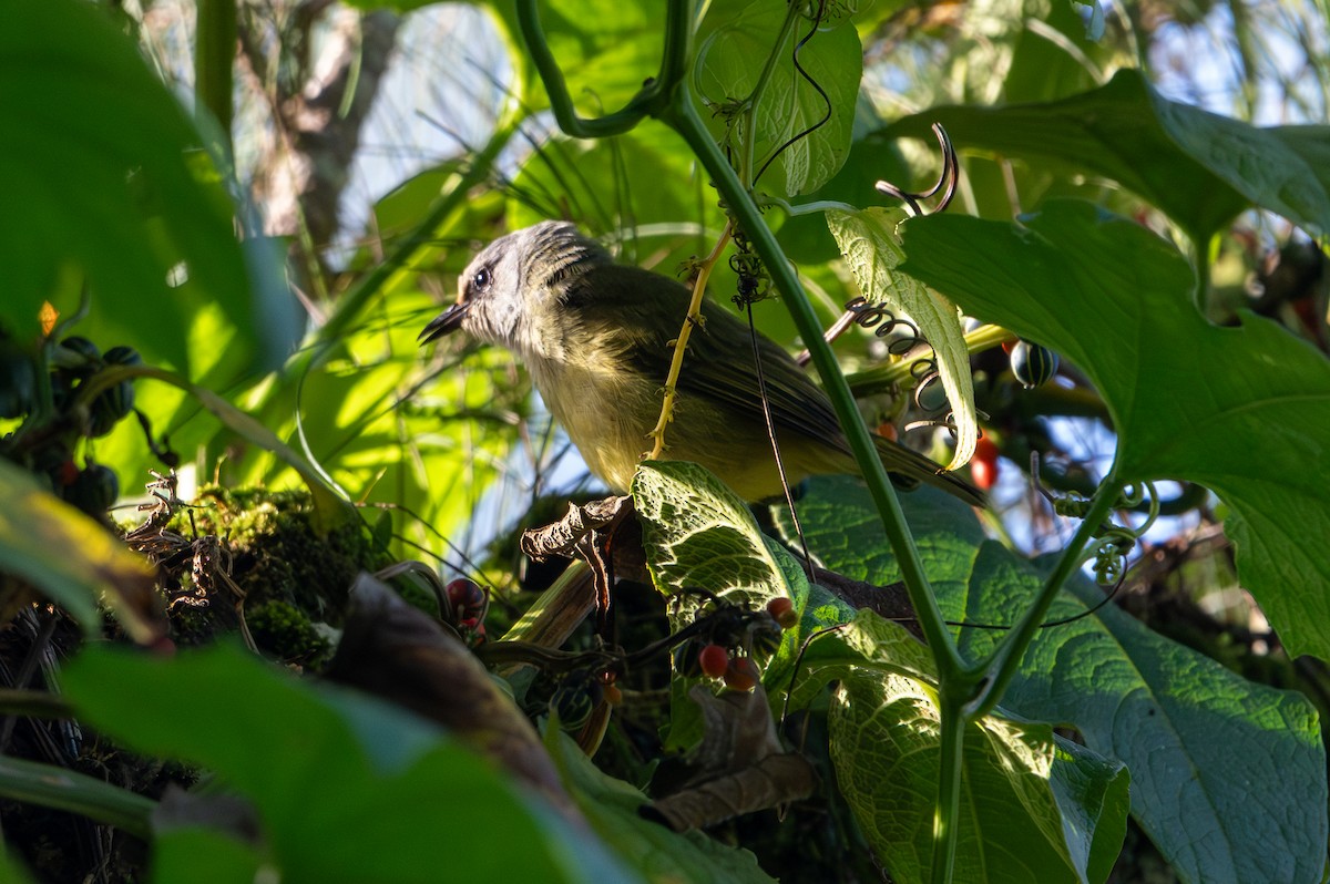 Javan Heleia - ML643928927