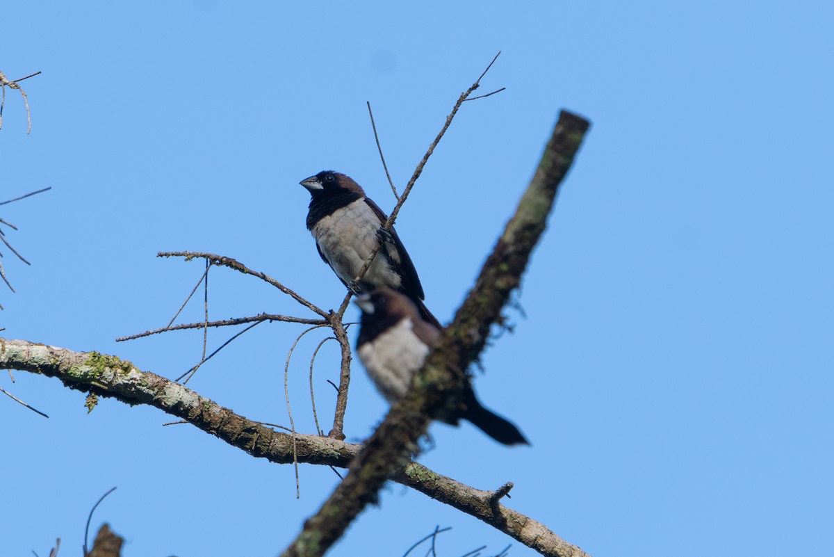 Capuchino de Java - ML643928933