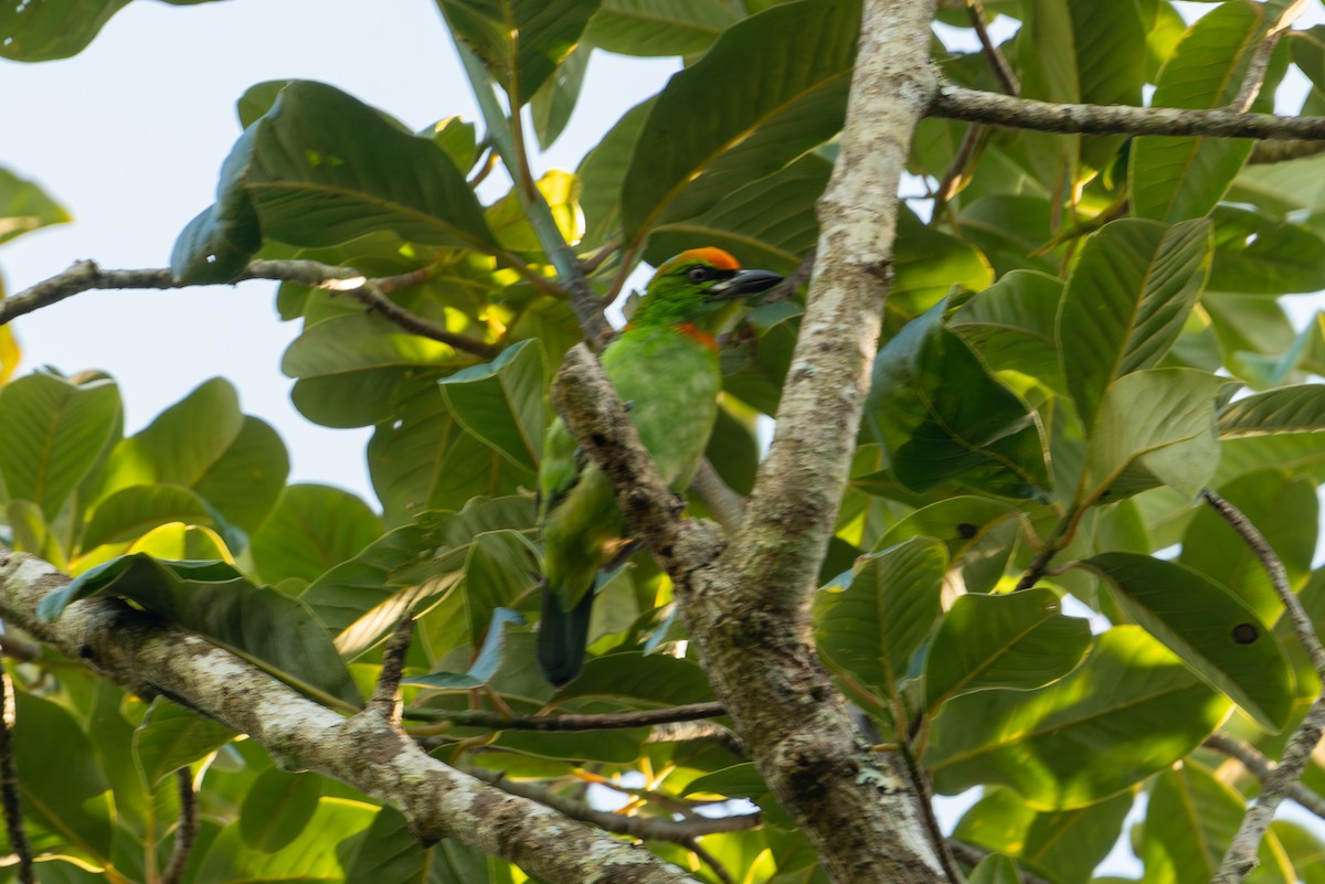 Flame-fronted Barbet - ML643928940