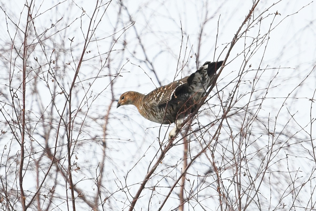 Хар хур - ML643928949