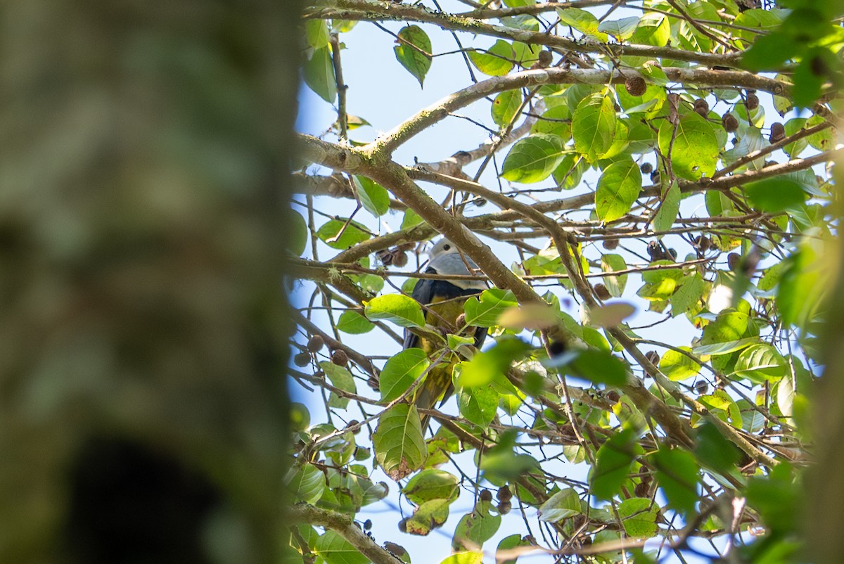 Black-backed Fruit-Dove - ML643928950