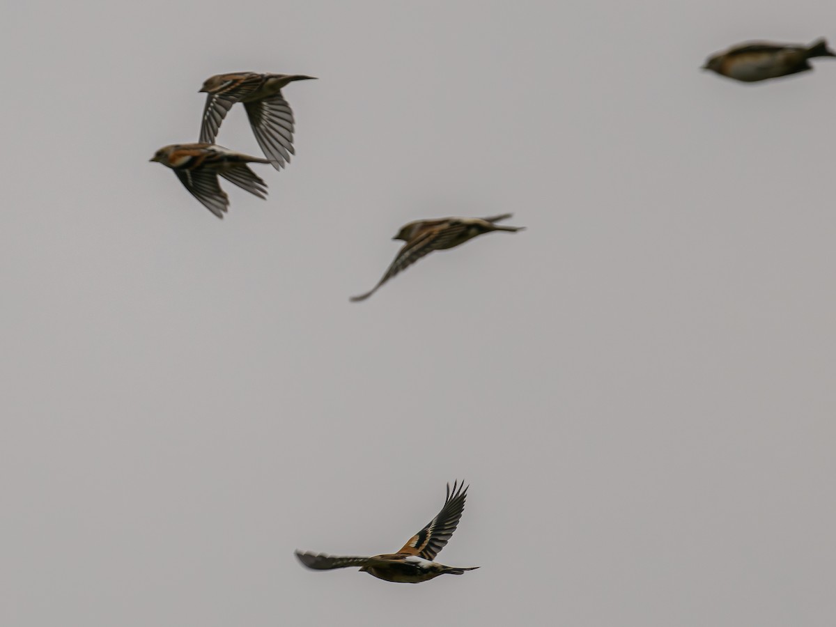 花雀 - ML643928954